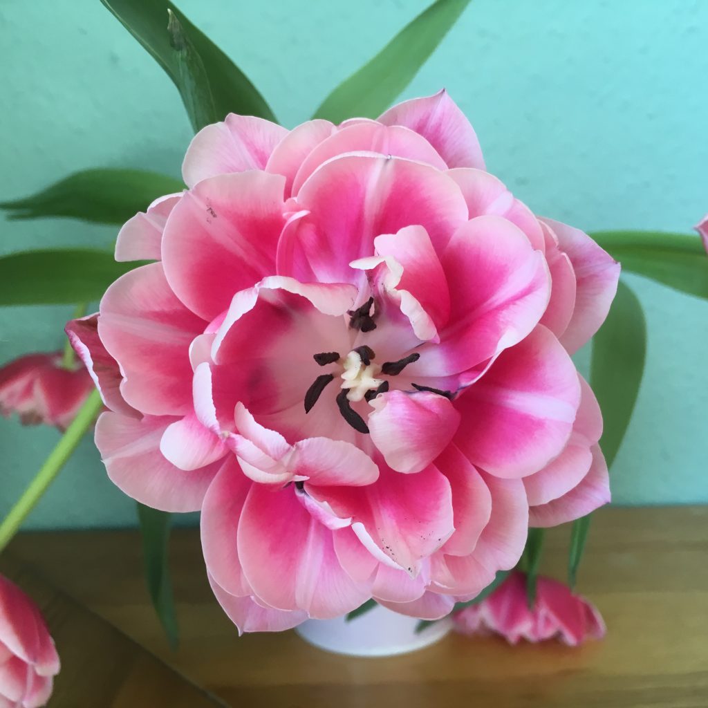 pinke tulpe